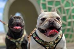 frenchies.gh70dl_4
